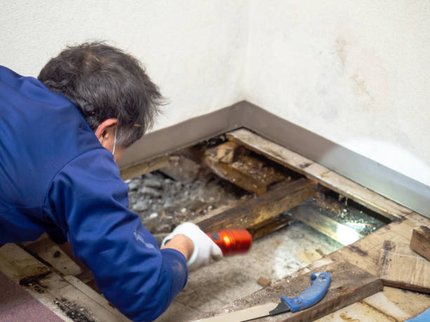 Why You Should Choose Our Mold Remediation Services in Broxton, GA